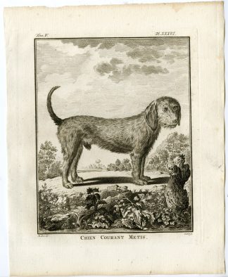 Antique Print-DOG BREEDS-HOUND-CHIEN COURANT METIS-PL. 36-Fritsch-Buffon-1775