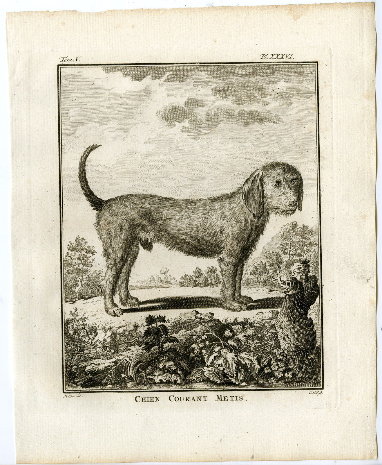 Pco 19131 416x505 Antique Print-DOG BREEDS-HOUND-CHIEN COURANT METIS-PL. 36-Fritsch-Buffon-1775