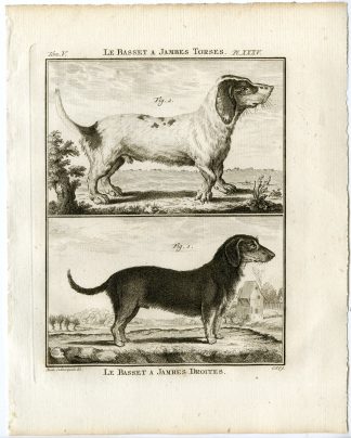 Antique Print-DOG BREEDS-BASSET HOUND-JAMBES TORSES-PL. 35-Fritsch-Buffon-1775