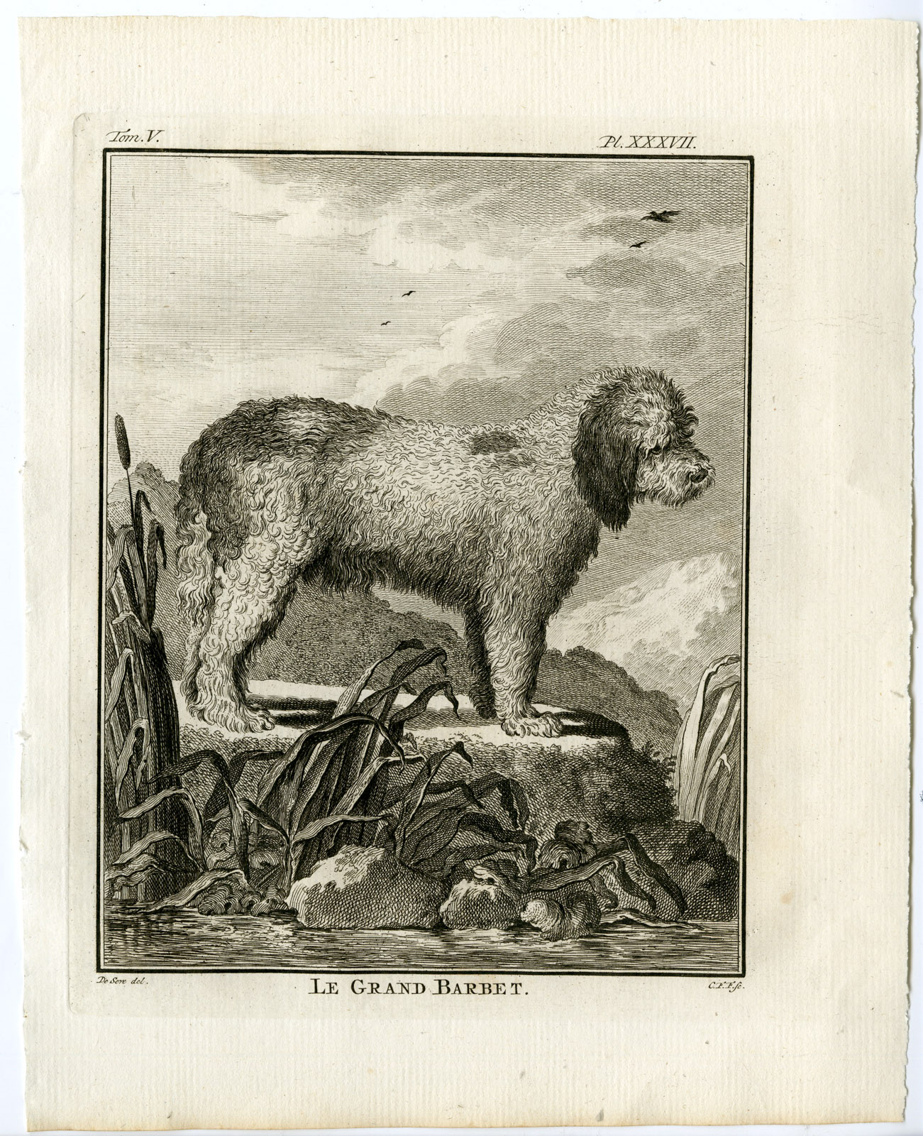 , Antique Print-DOG BREEDS-BARBET-FRENCH WATER DOG-PL. 37-Fritsch-Buffon-1775, Pictura Antique Prints