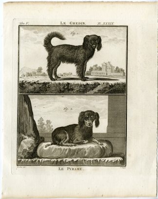 Antique Print-DOG BREEDS-GREDIN-PYRAME-PL. 39-Fritsch-Buffon-1775