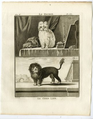 Antique Print-DOG BREEDS-MALTESE-LITTLE LION-BICHON-PL. 40-Fritsch-Buffon-1775