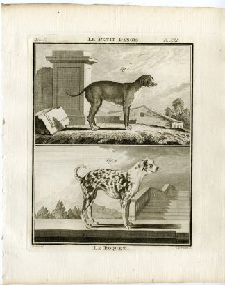 Antique Print-DOG BREEDS-LITTLE DANE-ROQUET-PETIT DANOIS-P41-Fritsch-Buffon-1775