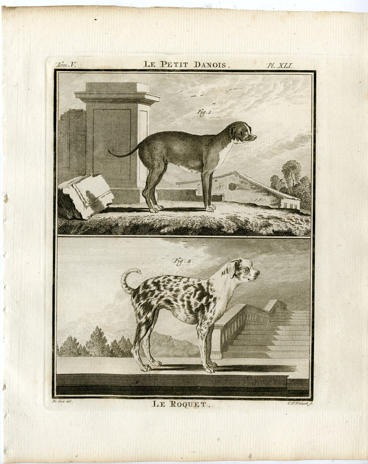 , Antique Print-DOG BREEDS-LITTLE DANE-ROQUET-PETIT DANOIS-P41-Fritsch-Buffon-1775, Pictura Antique Prints