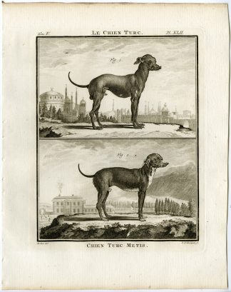 Antique Print-DOG BREEDS-TURKISH-CHIEN TURC METIS-PL. 42-Fritsch-Buffon-1775