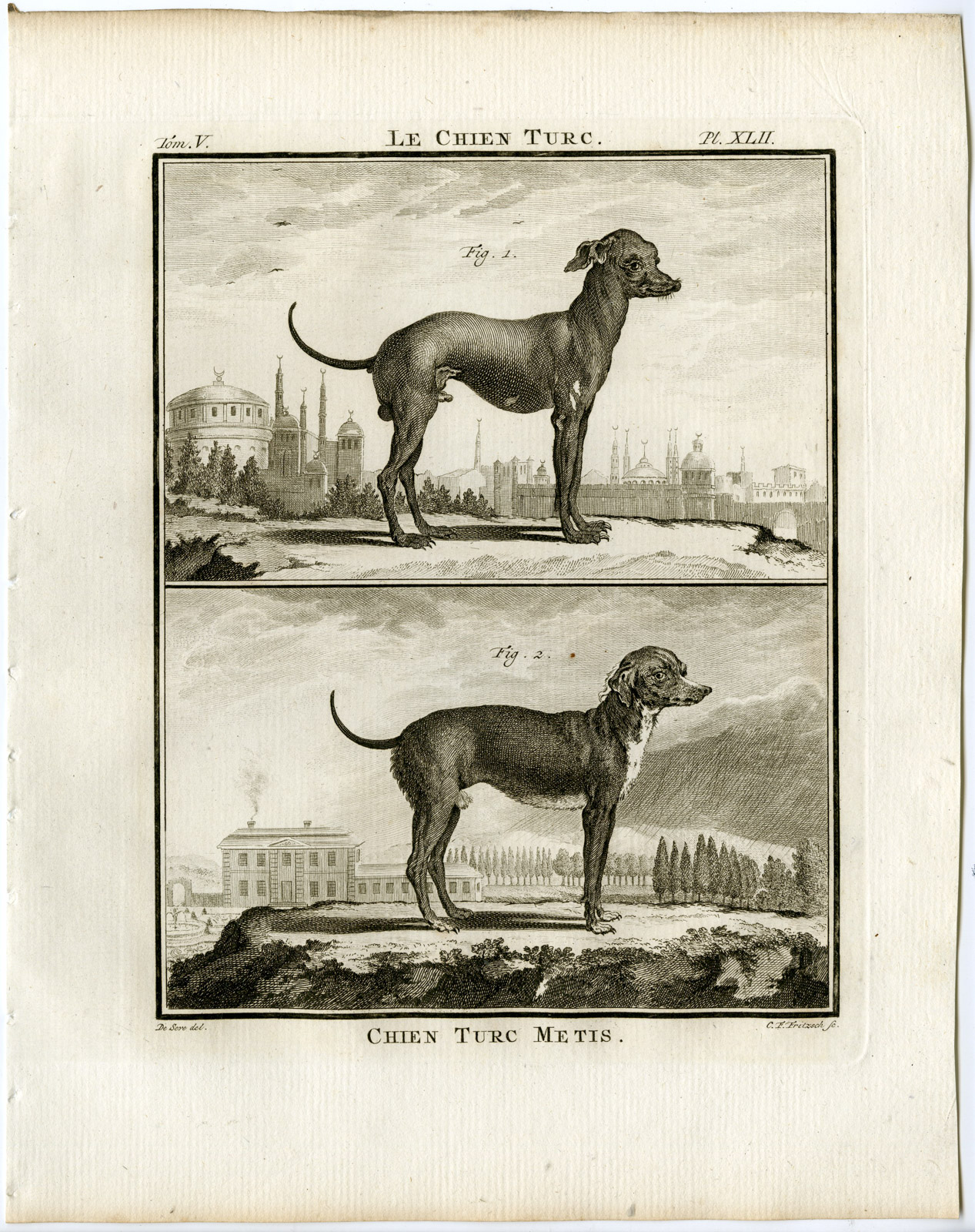 , Antique Print-DOG BREEDS-TURKISH-CHIEN TURC METIS-PL. 42-Fritsch-Buffon-1775, Pictura Antique Prints