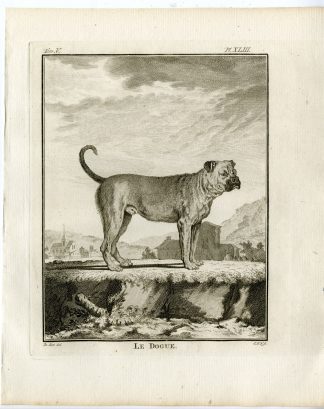 Antique Print-DOG BREEDS-MASTIFF-DOGUE-PL. 43-Fritsch-Buffon-1775