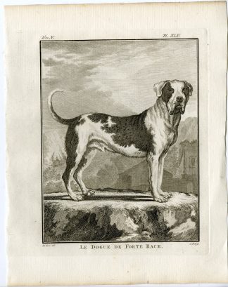 7 Antique Prints-MASTIFF-DOG-ANATOMY-SKELETON-ORGANS-PL. 46-52-Fritsch-Buffon-1775