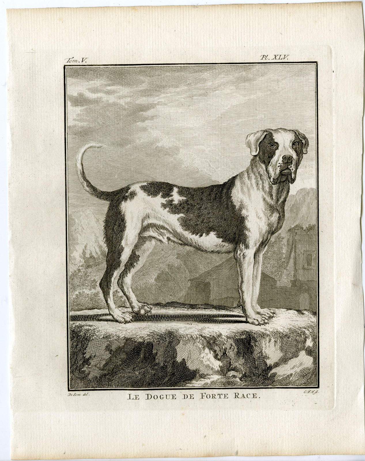 , 7 Antique Prints-MASTIFF-DOG-ANATOMY-SKELETON-ORGANS-PL. 46-52-Fritsch-Buffon-1775, Pictura Antique Prints