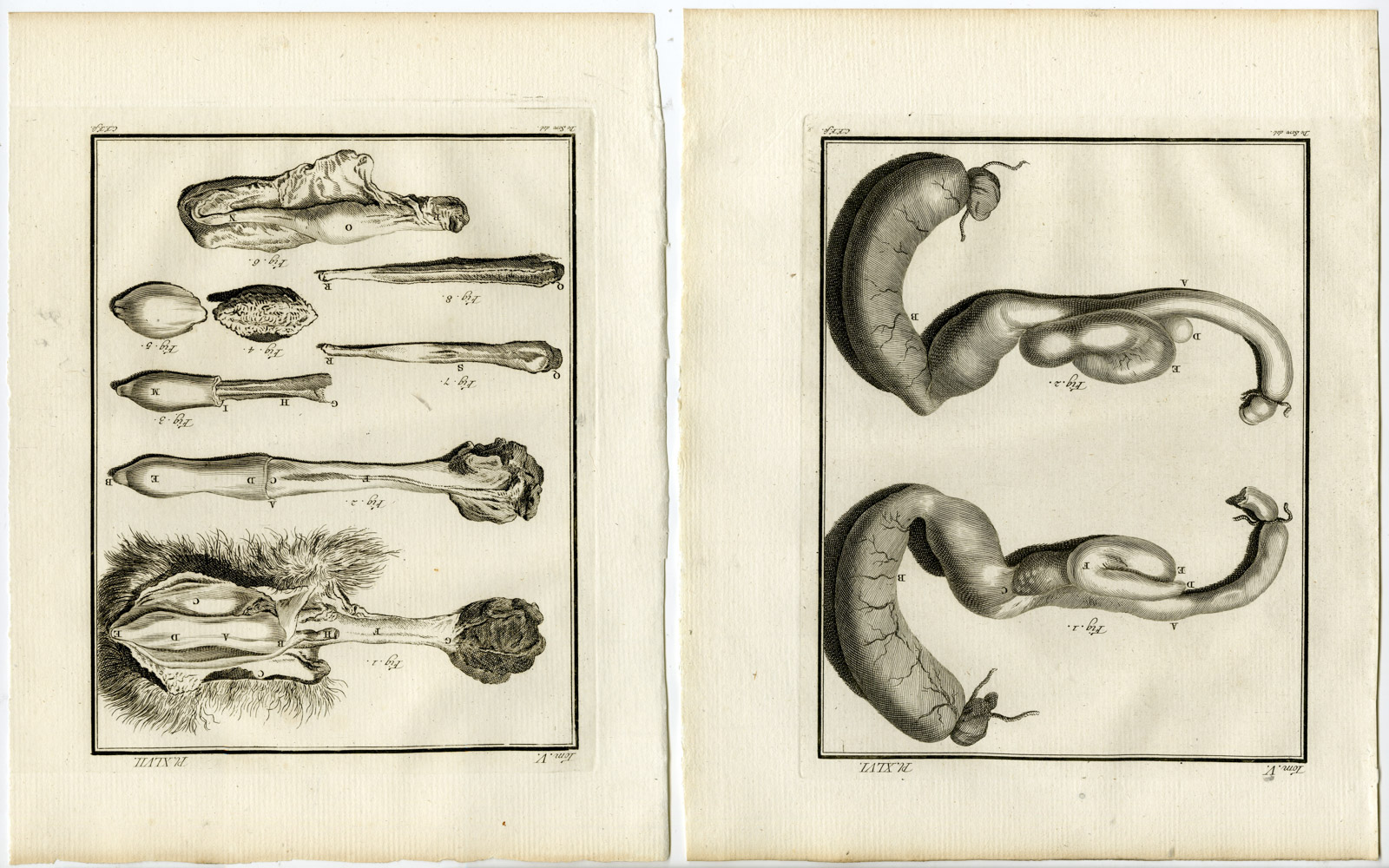 , 7 Antique Prints-MASTIFF-DOG-ANATOMY-SKELETON-ORGANS-PL. 46-52-Fritsch-Buffon-1775, Pictura Antique Prints
