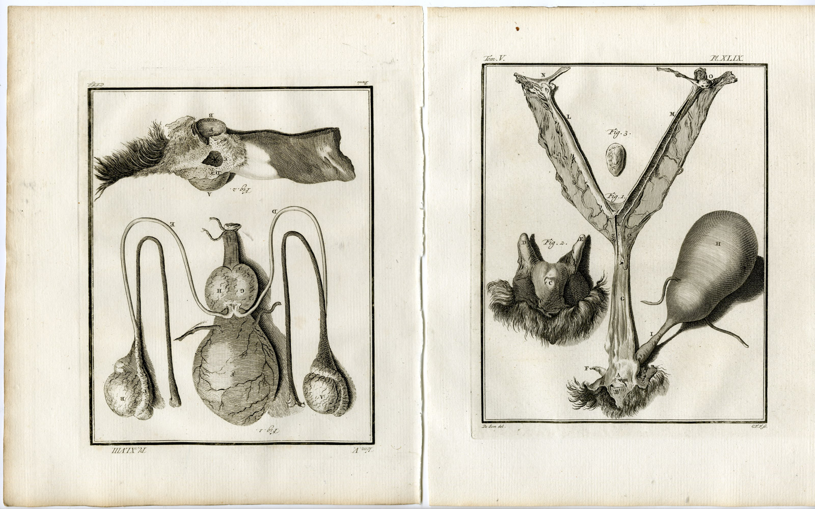 , 7 Antique Prints-MASTIFF-DOG-ANATOMY-SKELETON-ORGANS-PL. 46-52-Fritsch-Buffon-1775, Pictura Antique Prints