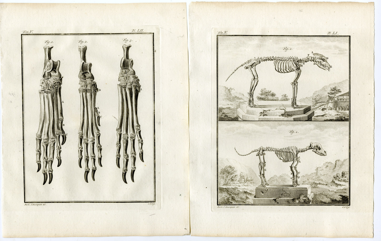 , 7 Antique Prints-MASTIFF-DOG-ANATOMY-SKELETON-ORGANS-PL. 46-52-Fritsch-Buffon-1775, Pictura Antique Prints