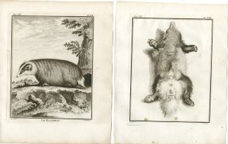 4 Antique Prints-EUROPEAN BADGER-MELES MELES-ANATOMY-PL.7-10-Fritsch-Buffon-1776