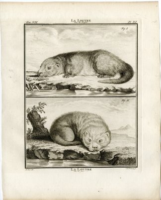 7 Antique Prints-EURASIAN OTTER-LUTRA LUTRA-ANATOMY-PL.11-17-Fritsch-Buffon-1776