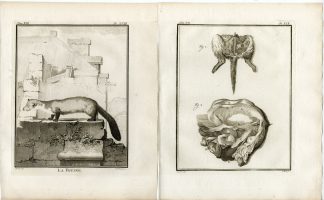 4 Antique Prints-BEECH MARTEN-MARTES FOINA-STONE-PL.18-21-Fritsch-Buffon-1776
