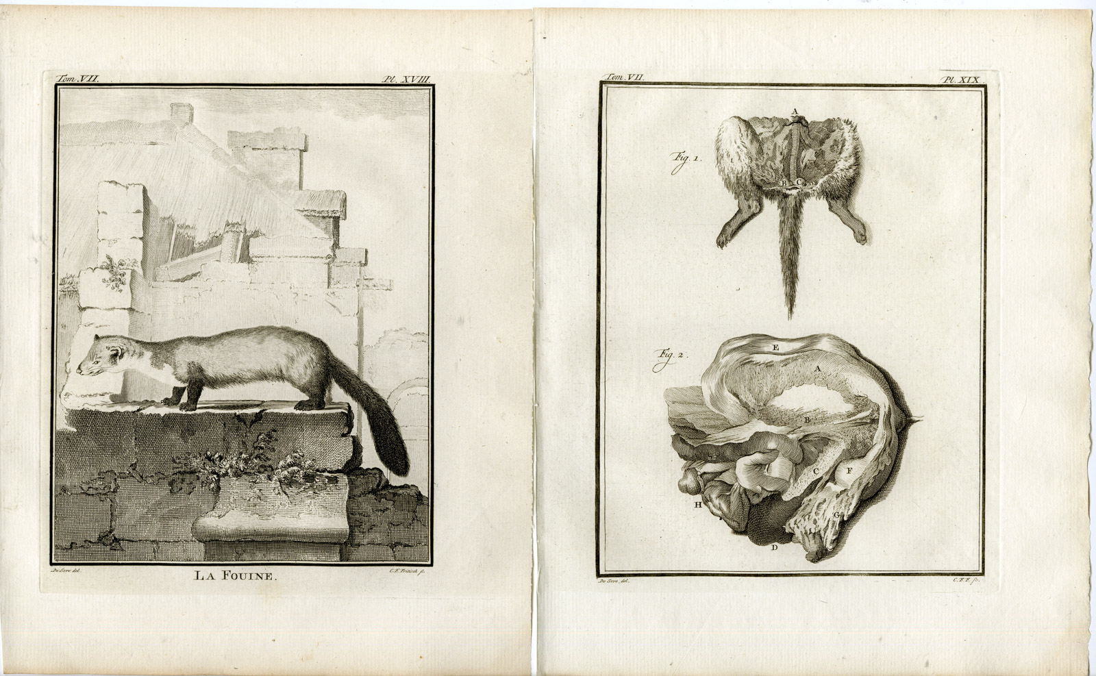 , 4 Antique Prints-BEECH MARTEN-MARTES FOINA-STONE-PL.18-21-Fritsch-Buffon-1776, Pictura Antique Prints
