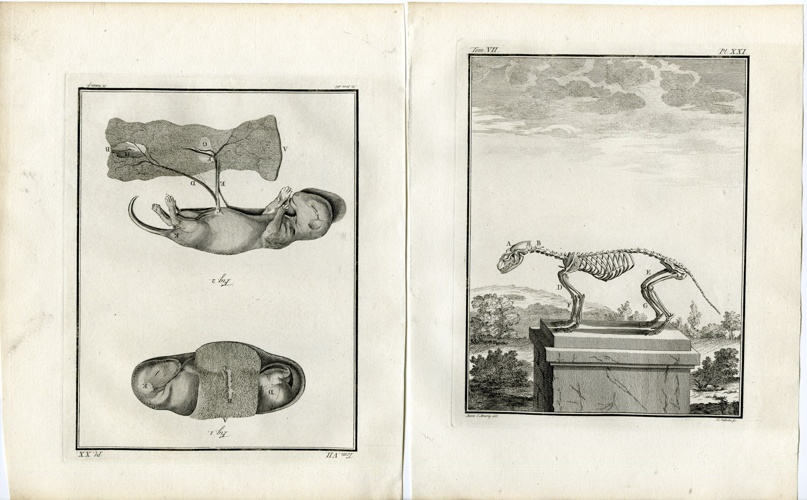 , 4 Antique Prints-BEECH MARTEN-MARTES FOINA-STONE-PL.18-21-Fritsch-Buffon-1776, Pictura Antique Prints