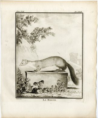 Antique Print-EUROPEAN PINE MARTEN-MARTES MARTES-PL.22-Fritsch-Buffon-1776