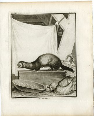 2 Antique Prints-EUROPEAN POLECAT-MUSTELA PUTORIUS-PL.23-24-Fritsch-Buffon-1776