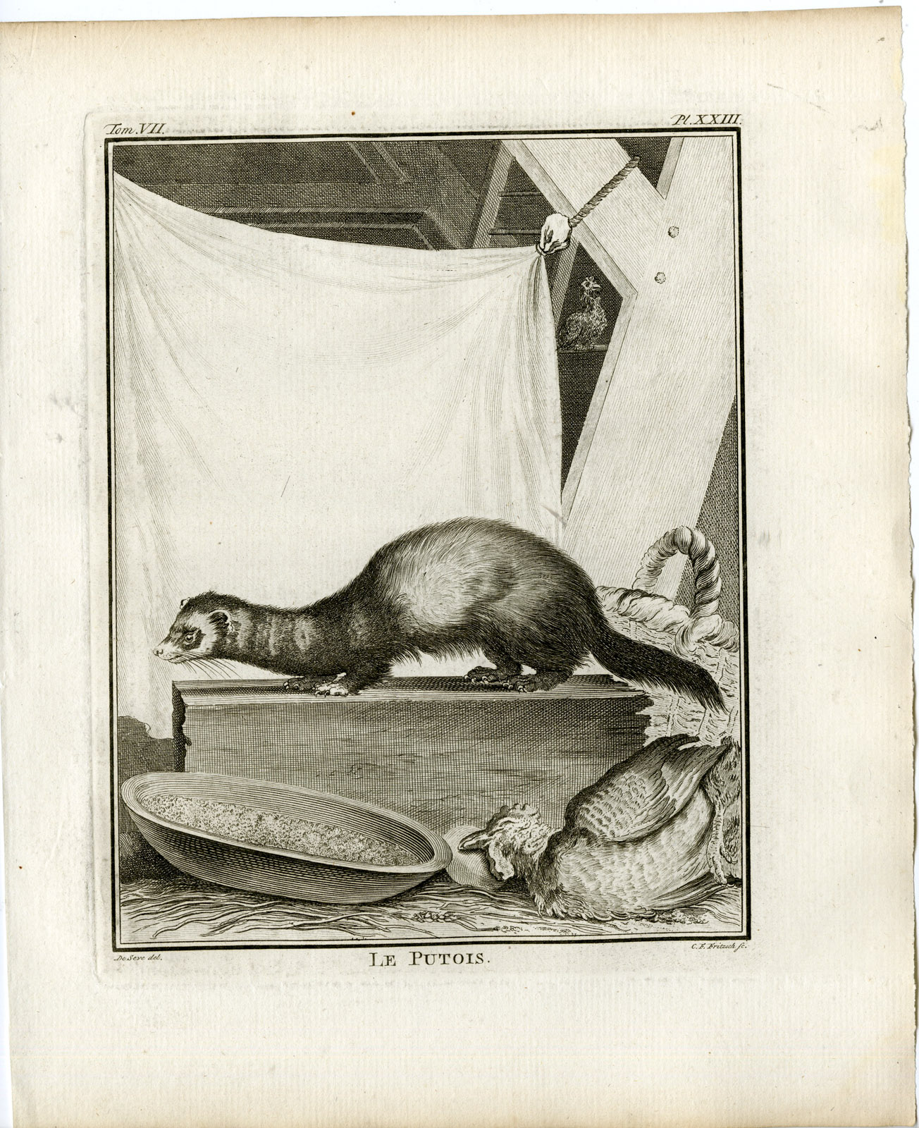 , 2 Antique Prints-EUROPEAN POLECAT-MUSTELA PUTORIUS-PL.23-24-Fritsch-Buffon-1776, Pictura Antique Prints