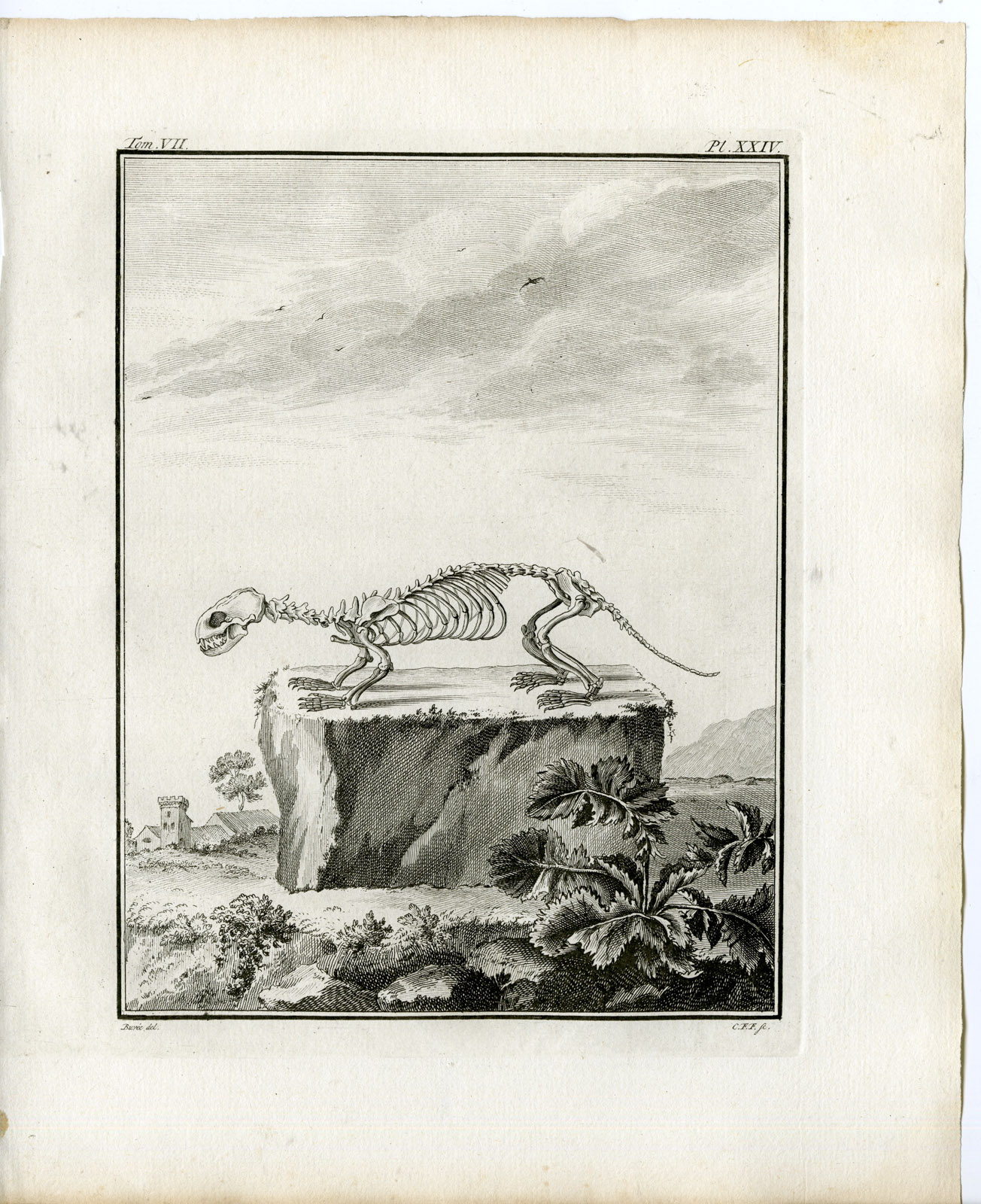 , 2 Antique Prints-EUROPEAN POLECAT-MUSTELA PUTORIUS-PL.23-24-Fritsch-Buffon-1776, Pictura Antique Prints