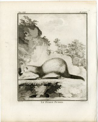 Antique Print-FERRET-MUSTELA FURO-FURET PUTOIS-PL.25-Fritsch-Buffon-1776