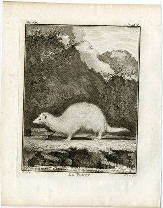 3 Antique Prints-FERRET-MUSTELA FURO-FURET-WHITE-PL.26-28-Fritsch-Buffon-1776
