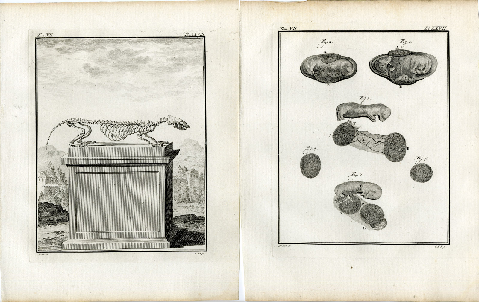 , 3 Antique Prints-FERRET-MUSTELA FURO-FURET-WHITE-PL.26-28-Fritsch-Buffon-1776, Pictura Antique Prints
