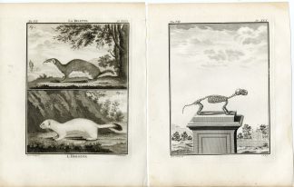 2 Antique Prints-LEAST WEASEL-MUSTELA NIVALIS-STOAT-PL.29-30-Fritsch-Buffon-1776