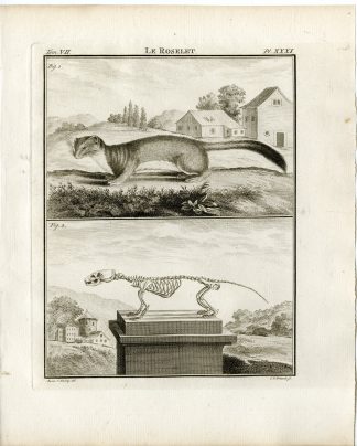 Antique Print-WEASEL-ROSELET-SKELETON-PL.31-Fritsch-Buffon-1776