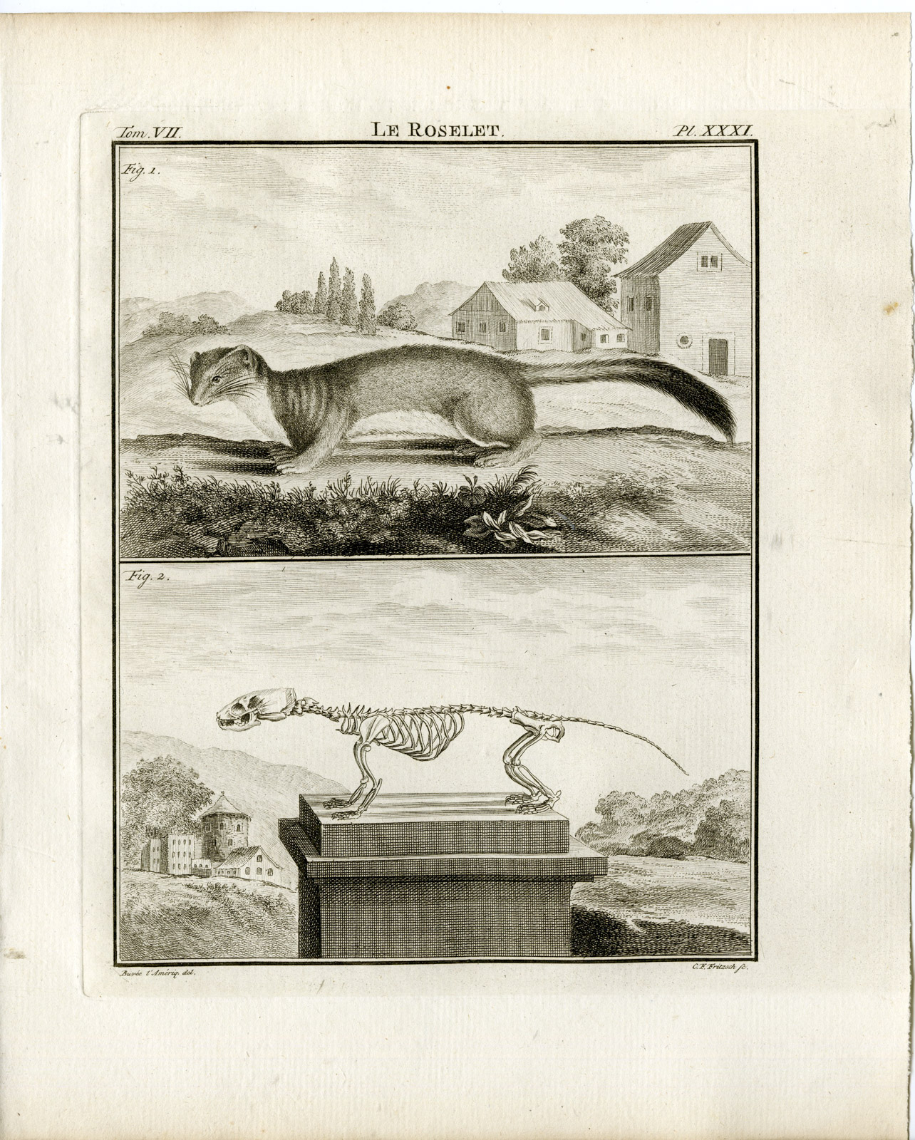 , Antique Print-WEASEL-ROSELET-SKELETON-PL.31-Fritsch-Buffon-1776, Pictura Antique Prints