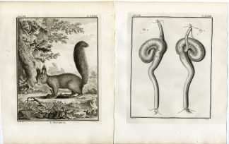 4 Antique Prints-SCIURUS VULGARIS-RED SQUIRREL-PL.32-35-Fritsch-Buffon-1776