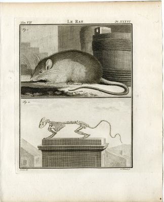 3 Antique Prints-RAT-SKELETON-ANATOMY-PL.36-38-Fritsch-Buffon-1776