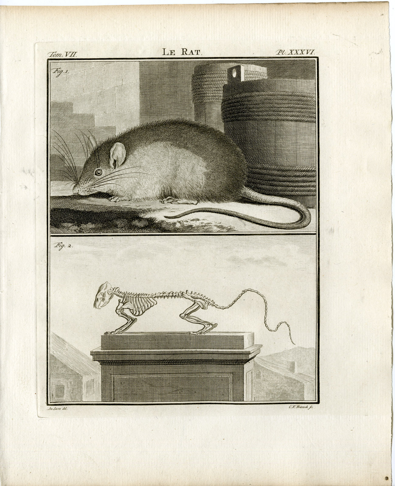 , 3 Antique Prints-RAT-SKELETON-ANATOMY-PL.36-38-Fritsch-Buffon-1776, Pictura Antique Prints