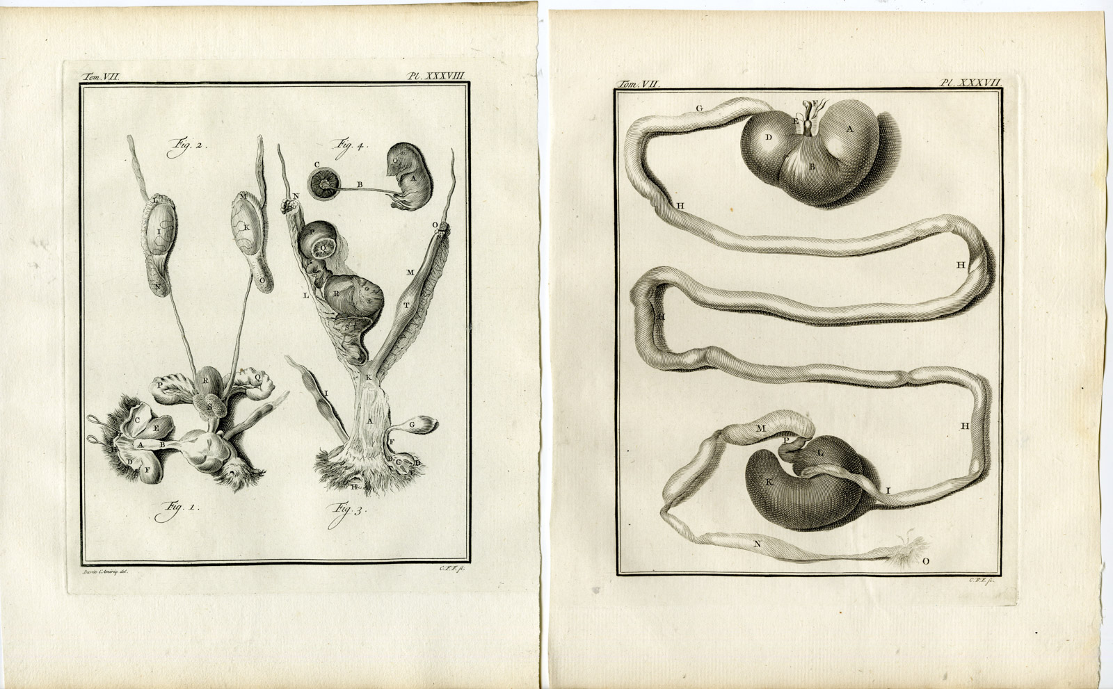 , 3 Antique Prints-RAT-SKELETON-ANATOMY-PL.36-38-Fritsch-Buffon-1776, Pictura Antique Prints