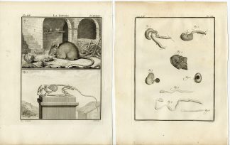 2 Antique Prints-MUS MUSCULUS-HOUSE MOUSE-ANATOMY-PL.39-40-Fritsch-Buffon-1776