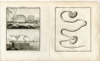 2 Antique Prints-WOOD MOUSE-APODEMUS SYLVATICUS-PL.41-42-Fritsch-Buffon-1776