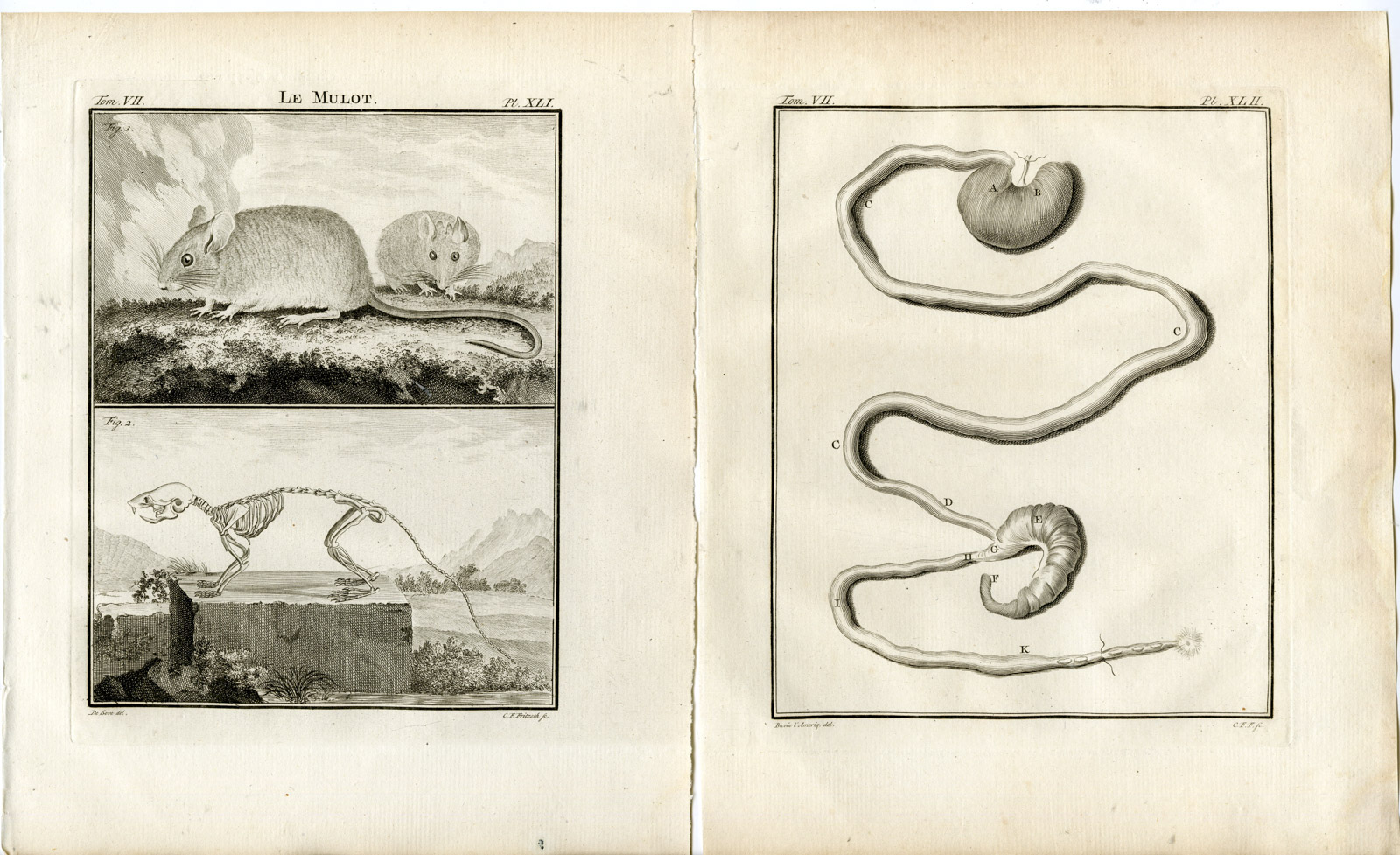 , 2 Antique Prints-WOOD MOUSE-APODEMUS SYLVATICUS-PL.41-42-Fritsch-Buffon-1776, Pictura Antique Prints