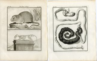 4 Antique Prints-EUROPEAN WATER VOLE-RAT-ANATOMY-PL.43-46-Fritsch-Buffon-1776