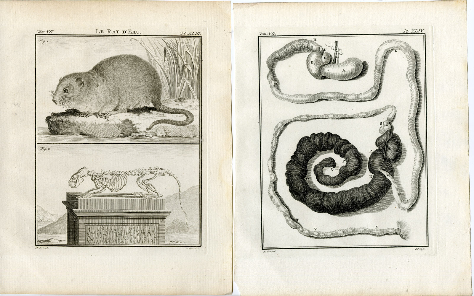 , 4 Antique Prints-EUROPEAN WATER VOLE-RAT-ANATOMY-PL.43-46-Fritsch-Buffon-1776, Pictura Antique Prints