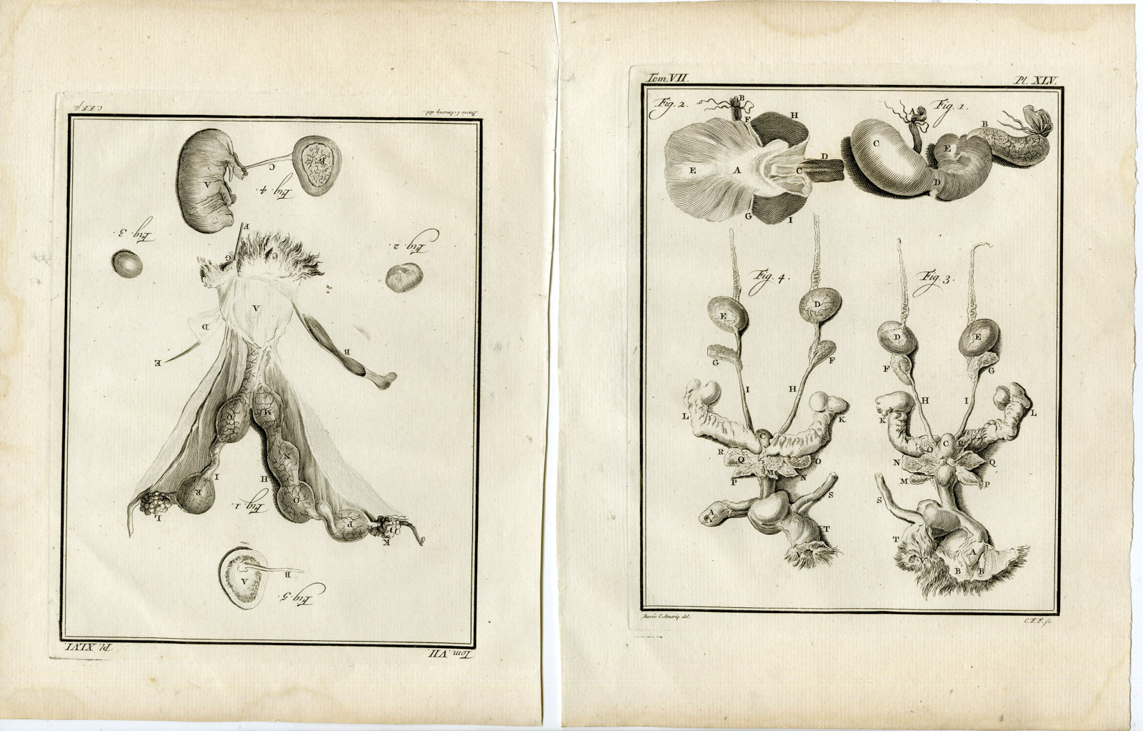 , 4 Antique Prints-EUROPEAN WATER VOLE-RAT-ANATOMY-PL.43-46-Fritsch-Buffon-1776, Pictura Antique Prints