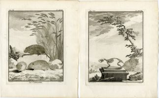 2 Antique Prints-VOLE-RAT-CAMPAGNOL-SKELETON-PL.47-48-Vinkeles-Buffon-1776