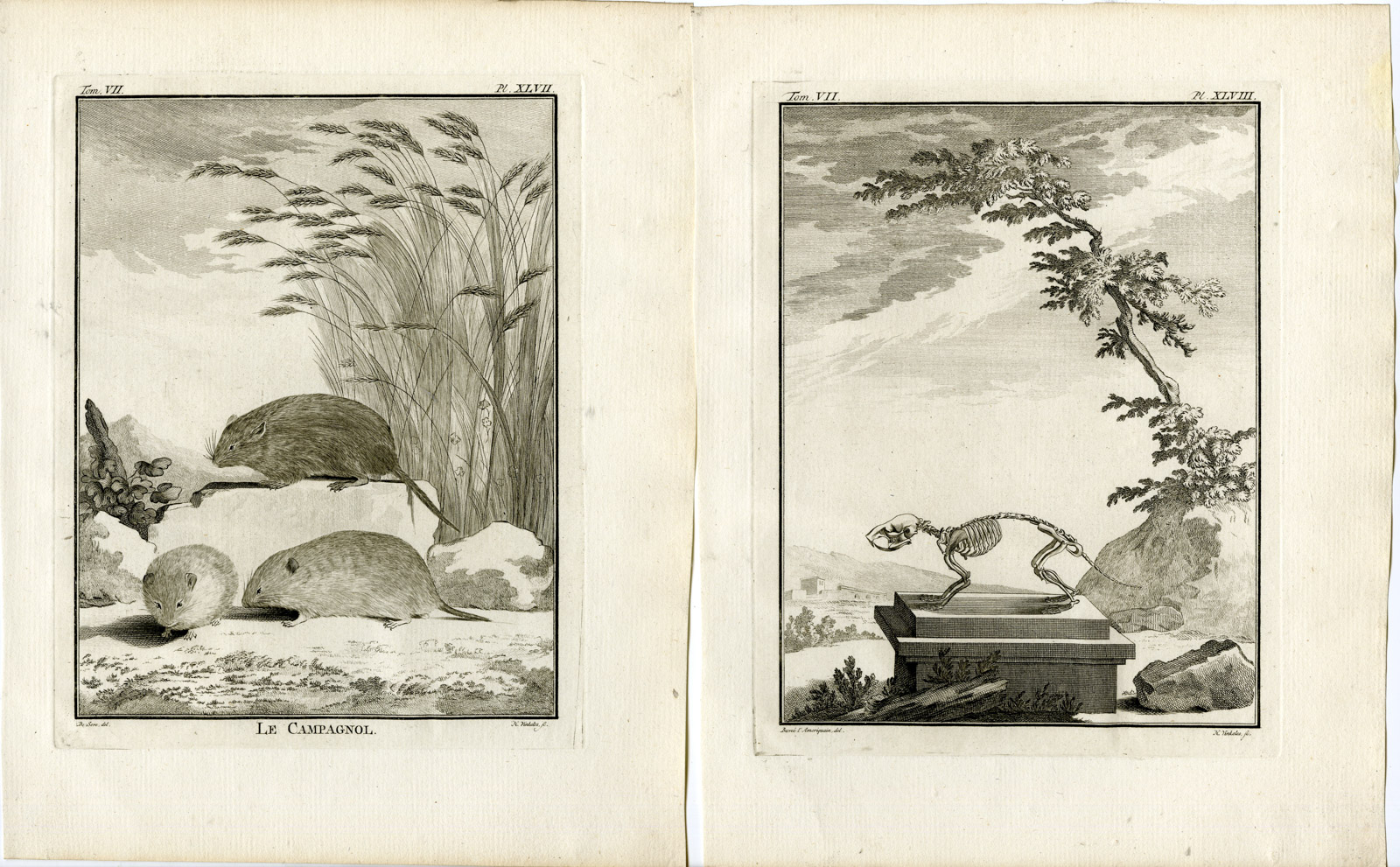 , 2 Antique Prints-VOLE-RAT-CAMPAGNOL-SKELETON-PL.47-48-Vinkeles-Buffon-1776, Pictura Antique Prints