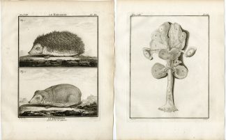 4 Antique Prints-HEDGEHOG-ANATOMY-SKELETON-ORGANS-PL.6-9-Fritsch-Buffon-1776