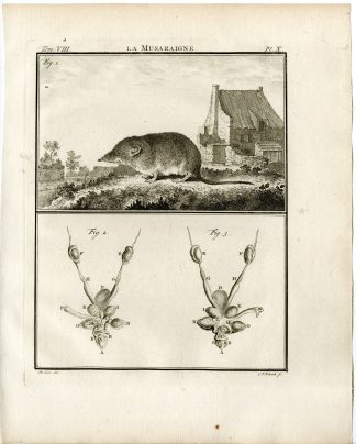 Antique Print-SHREW-ANATOMY-MUSARAIGNE-PL.10-Fritsch-Buffon-1776