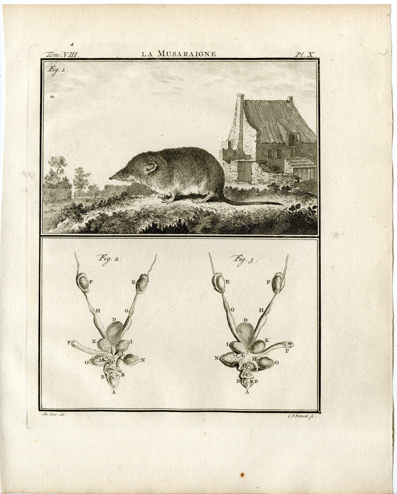 , Antique Print-SHREW-ANATOMY-MUSARAIGNE-PL.10-Fritsch-Buffon-1776, Pictura Antique Prints
