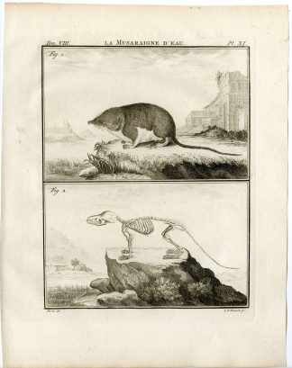 Antique Print-WATER SHREW-ANATOMY-MUSARAIGNE-PL.11-Fritsch-Buffon-1776