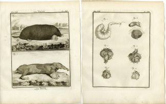 4 Antique Prints-MOLE-TAUPE-ANATOMY-SKELETON-ORGANS-PL.12-15-Fritsch-Buffon-1776