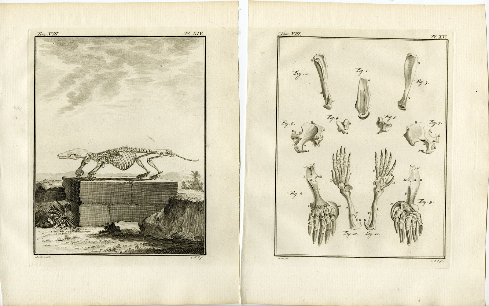 , 4 Antique Prints-MOLE-TAUPE-ANATOMY-SKELETON-ORGANS-PL.12-15-Fritsch-Buffon-1776, Pictura Antique Prints