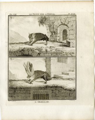 Antique Print-LESSER HORSESHOE BAT-LONG EARED-PL.17-Fritsch-Buffon-1776